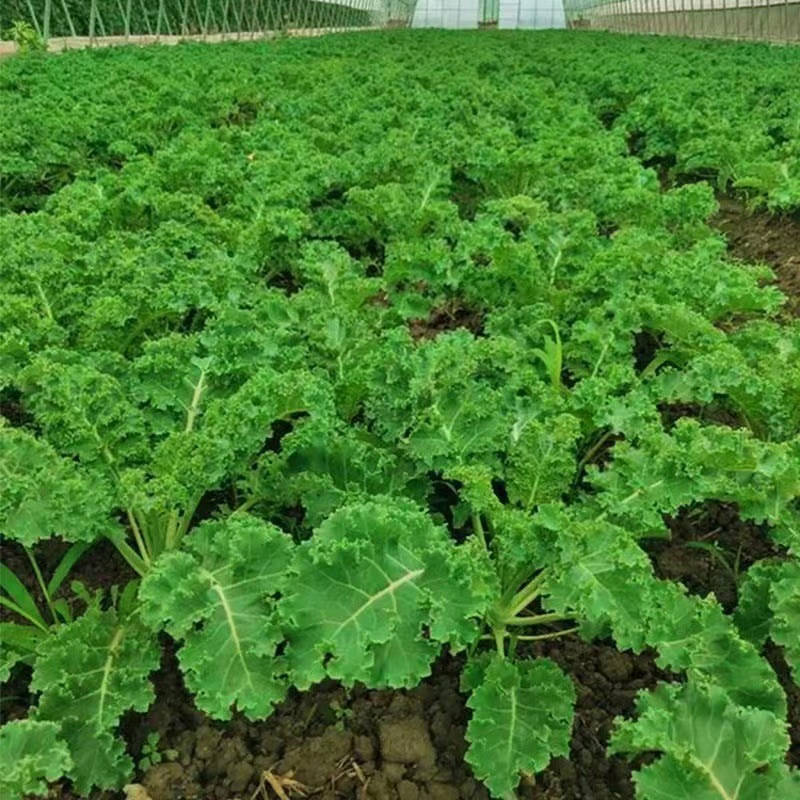 Kale Seeds Curly-Leaf Kale Seeds Ornamental Edible Green Vegetable Seeds