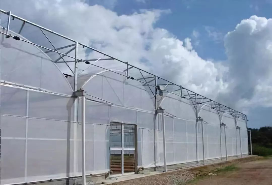 Greenhouse Turnkey Project with Customizable Multispans