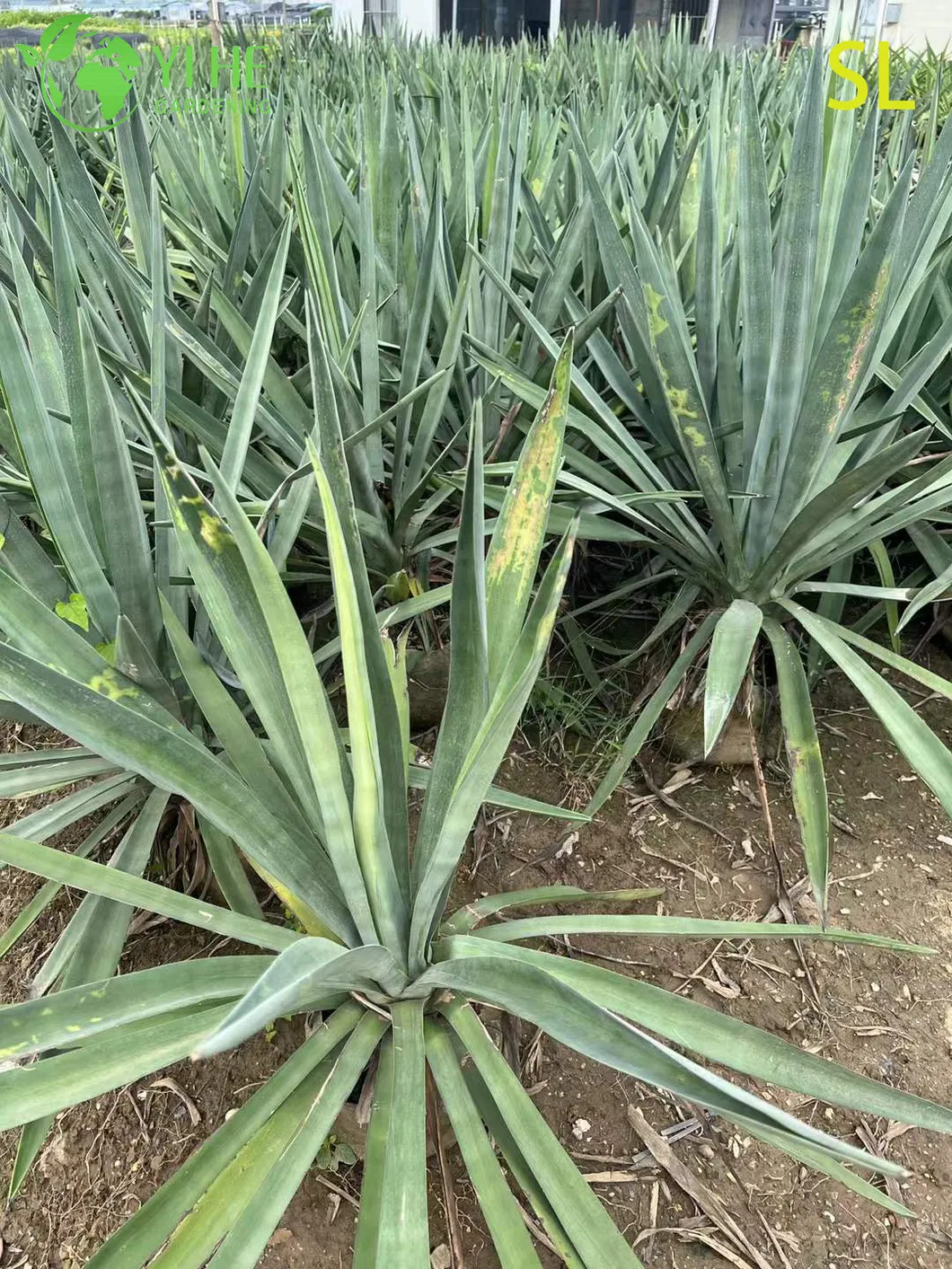 Yucca Live Rosette 4