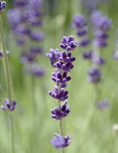 Naturix Wholesale Blue Purple Color English Lavender Flower Seeds for Planting
