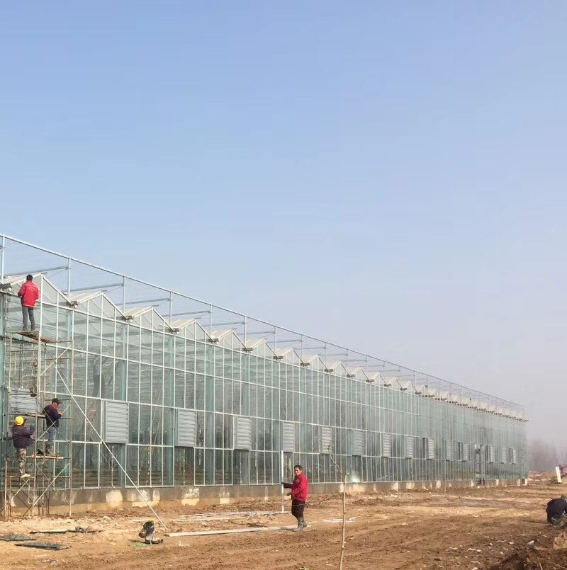 Greenhouse Turnkey Project with Customizable Multispans