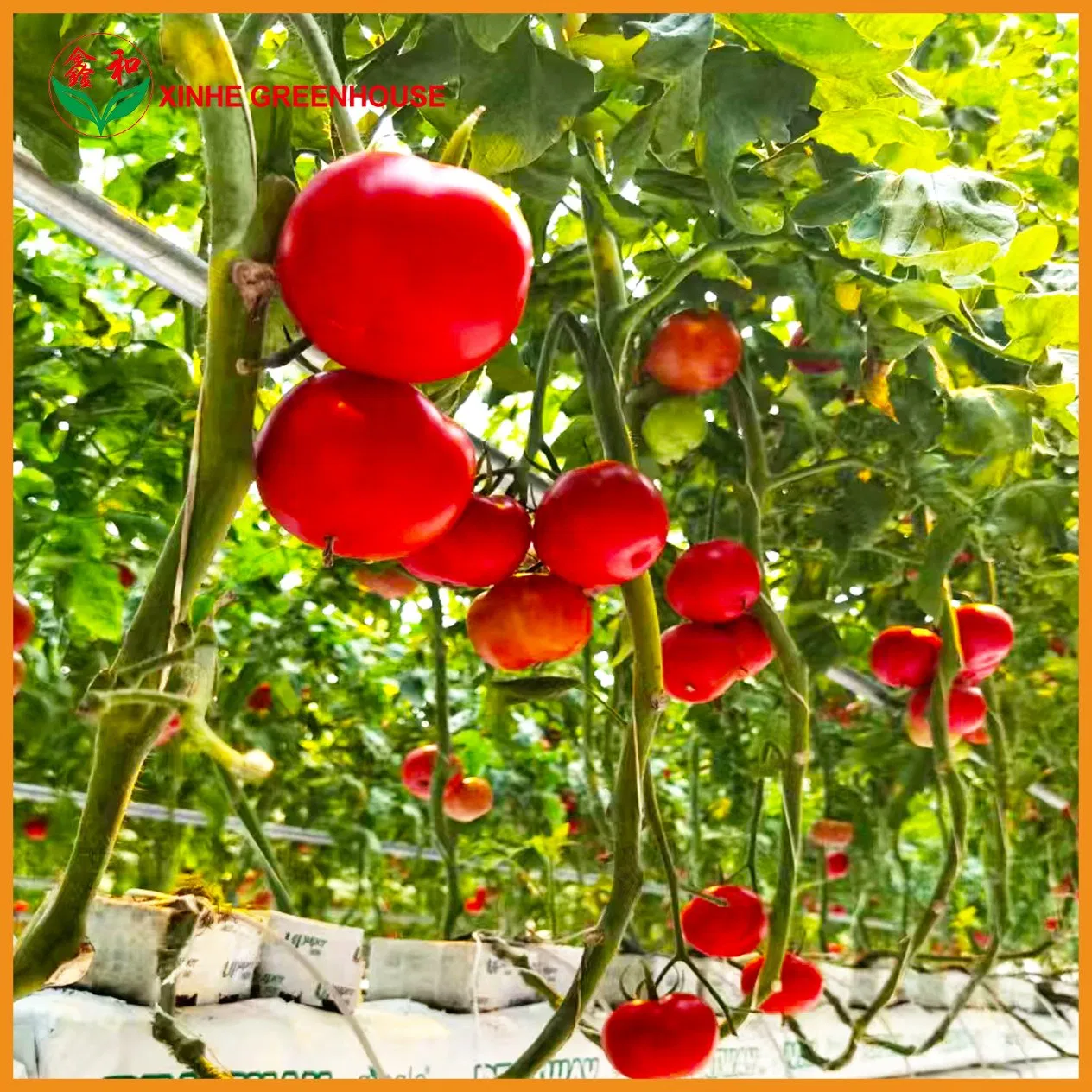 Multi-Span Agricultural/Commercial /Po/PE Film/Plastic Greenhouse Green House for Tomatoes/Cucumber/Peppers/Strawberry with Hydroponic System/Drip Irrigation