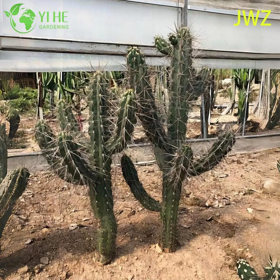 Live Mexican Fence Post Cactus a Tall Columnar Ribbed Succulent