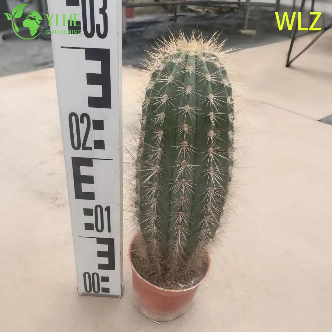 Drought-Tolerant Cactus