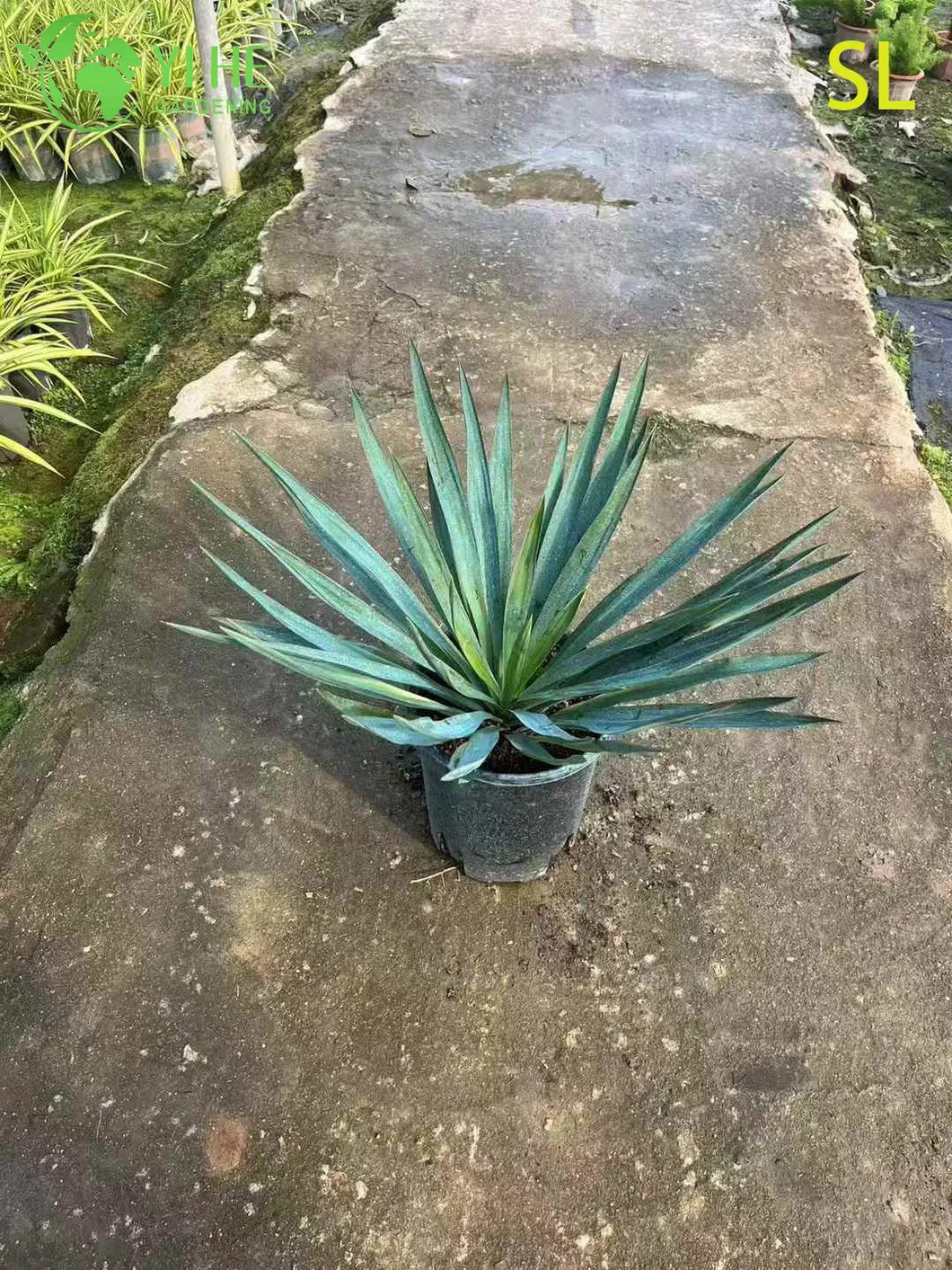 Yucca Live Rosette 6