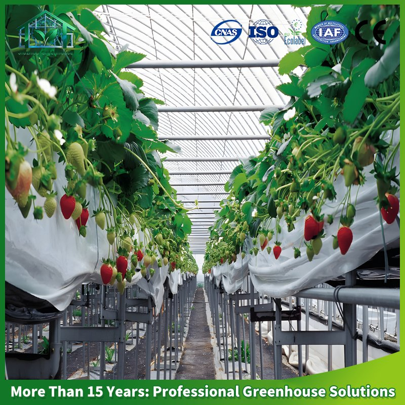 Multi-Span Arch Plastic Film Greenhouse Hot DIP Galvanized Steel Frame Ventilation for Commercial Vegetable Flower Fruit Nursery Hydroponic Agriculture Farm