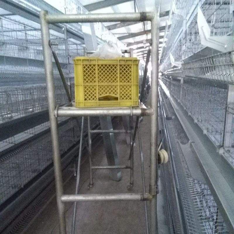 Convenient Automated Steel Structure Building/ Incubation Plants with Selectable Layers