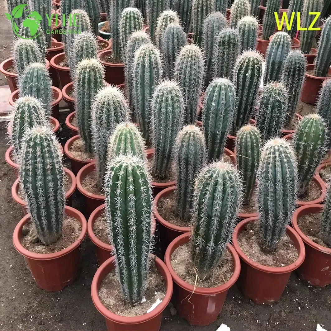 Live Torch Cactus Drought-Tolerant a Tall Columnar Silver-Blue Succulent