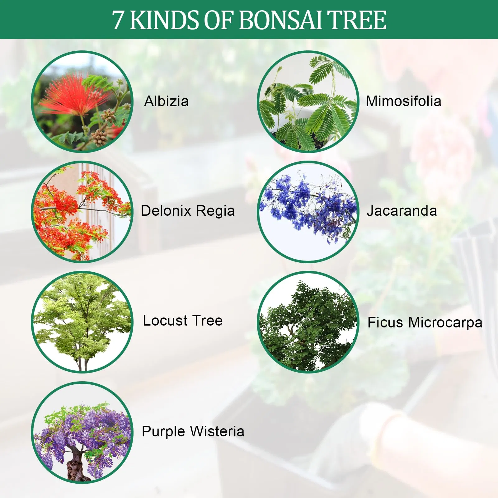 Bonsai Starter Tree Kits with Bonsai Pots Tools Bonsai Tree Live 7 Kinds of Bonsai Tree Seeds Soil Trays Grow Bonsai in Indoor Beginners Kits Garden Plant Kits