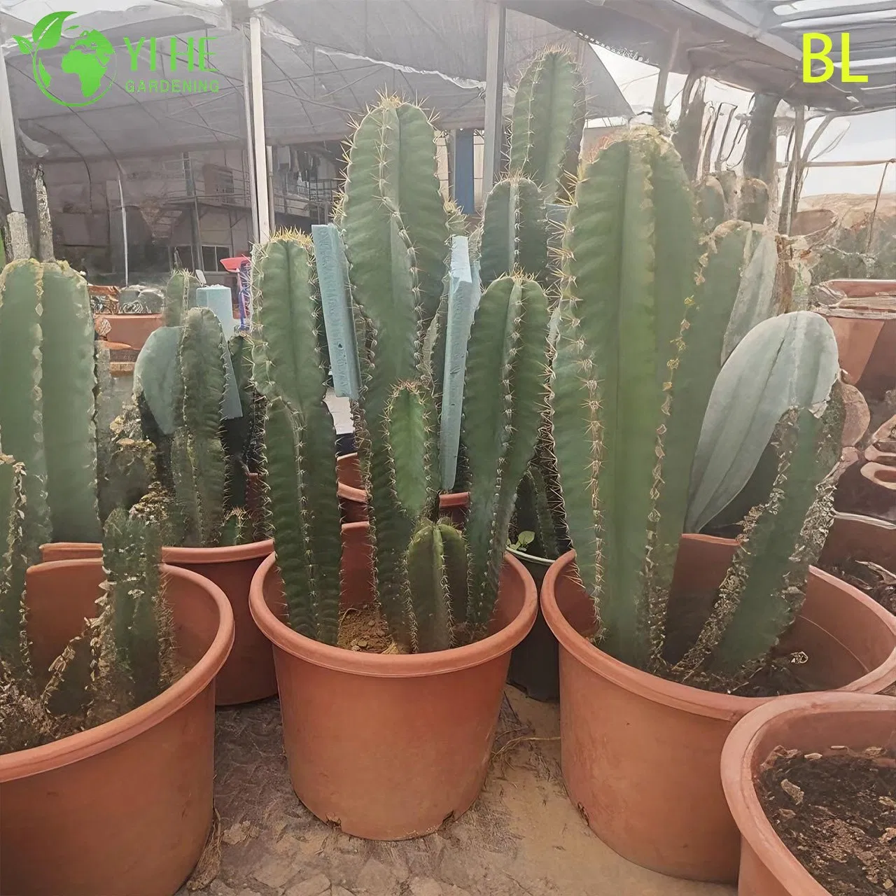 Live Peruvian Apple Cactus a Fast-Growing Edible Fruit Tree