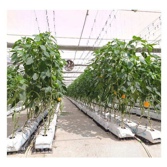 Turnkey Project Agricultural Multi Span Film/Polycarbonate/Glass Steel Structure Greenhouse with Hydroponics Irrigation System Used Tomato/Lettuce/Strawberry