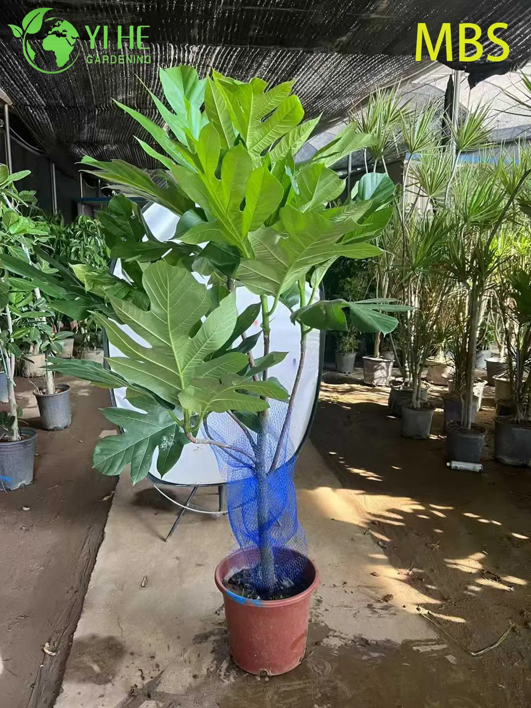 Wholesale Live Breadfruit Tree Artocarpus Edible Tropical Plant Bonsai