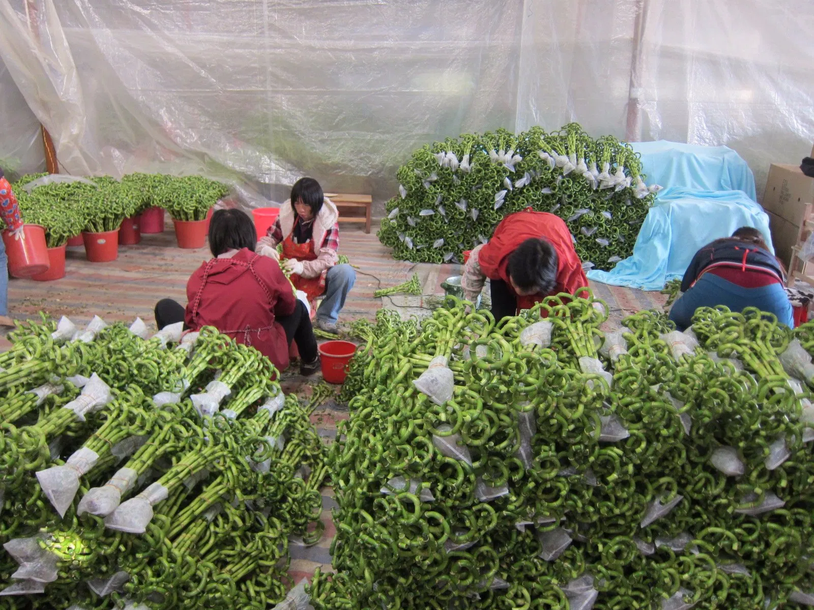 Dracaena Sanderiana Flower, Bonsai &amp; Decorative Plant Spiral Lucky Bamboo