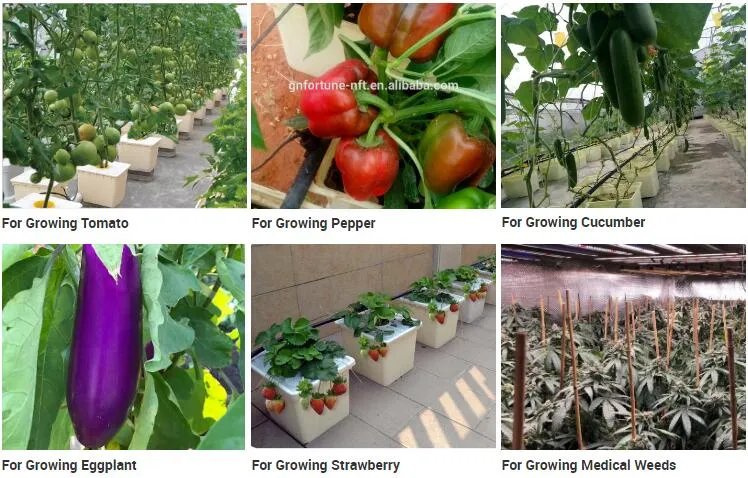 Hydroponic Project Show 1