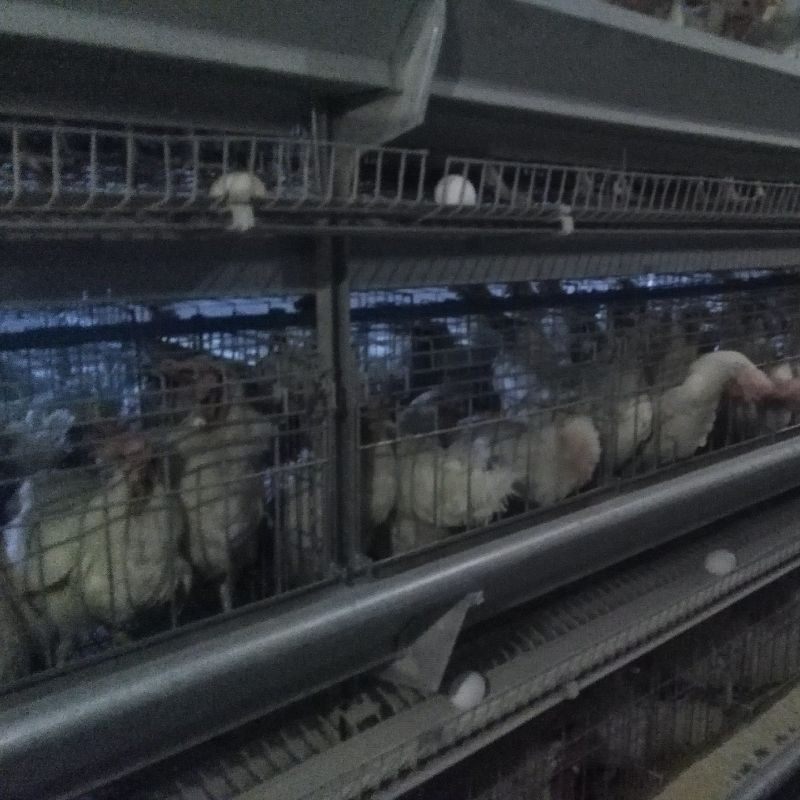 Convenient Automated Steel Structure Building/ Incubation Plants with Selectable Layers