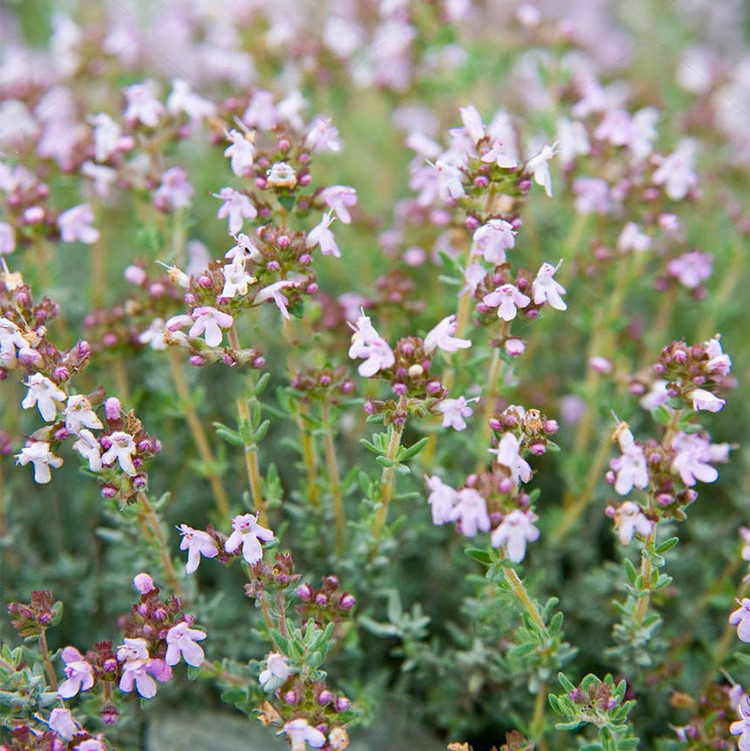 English Thyme Seeds Thyme Potted Plant Edible Herb Pastries Western Cuisine Herbal Tea