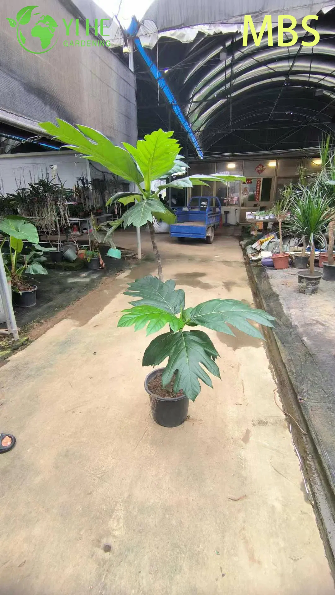 Wholesale Live Breadfruit Tree Artocarpus Edible Tropical Plant Bonsai