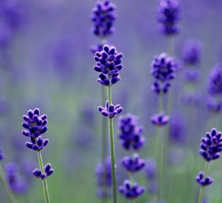 Lavender detail 2