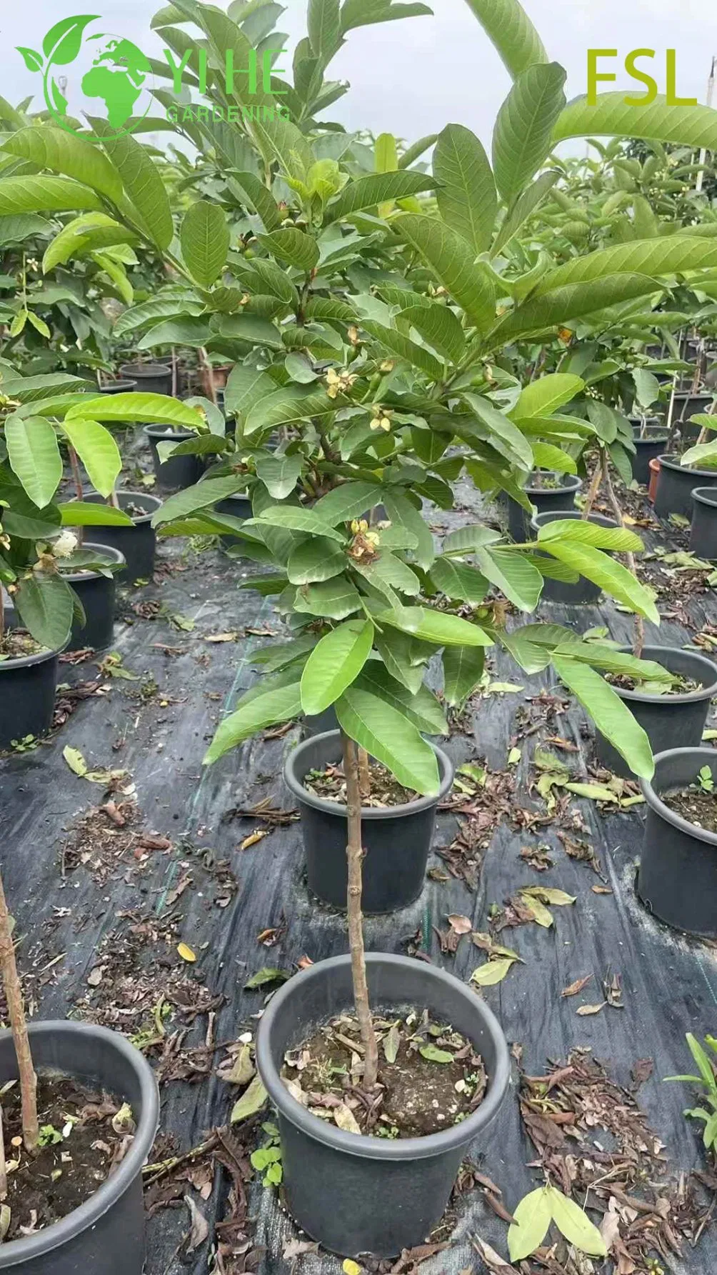 Fresh Tropical Psidium Guajava Live Fruit Trees for Export