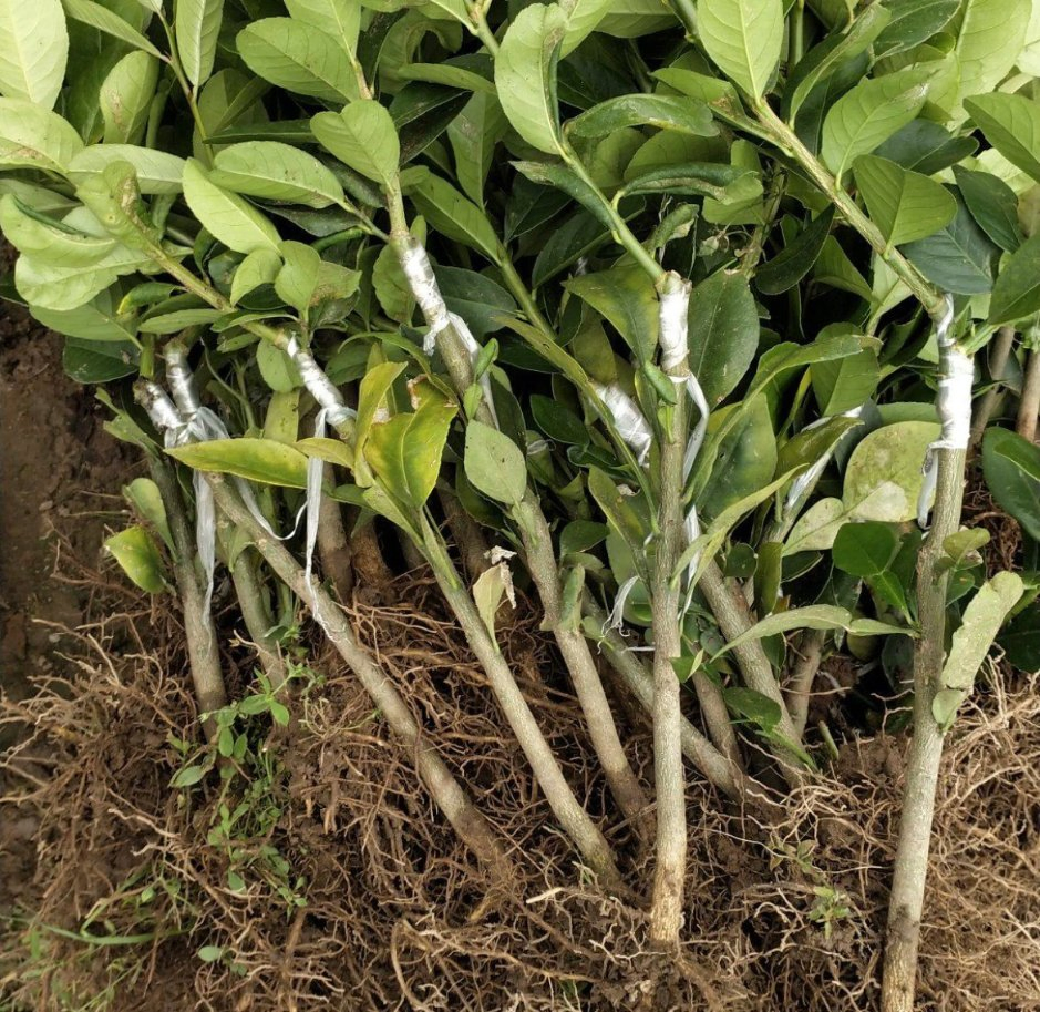 Citrus × Limon 'rosso' Lemon Seedlings