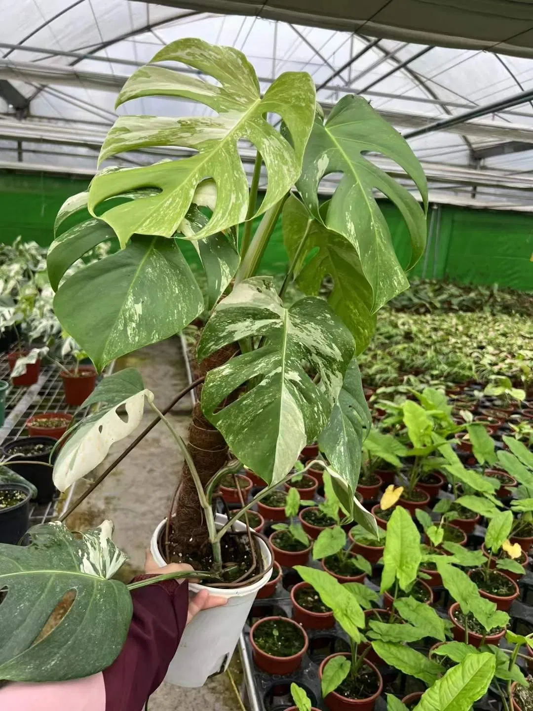 Rare Plants Monstera Albo White Variegated Half Moon Monstera Deliciosa Variegata