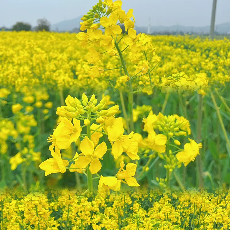 Brassica Capestris Seeds Ornamental Edible Rapeseed Seeds Cold Drought Tolerant