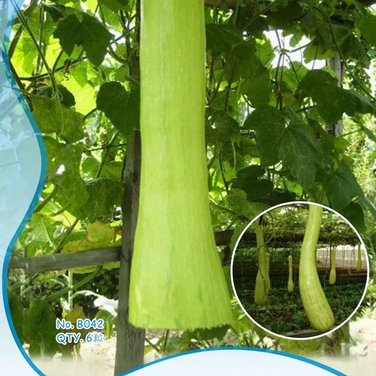 Cut Melon Seeds, Cucurbita Kangua Li, Vegetable Seeds