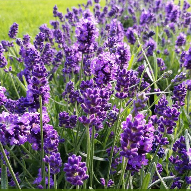 Naturix Wholesale Blue Purple Color English Lavender Flower Seeds for Planting