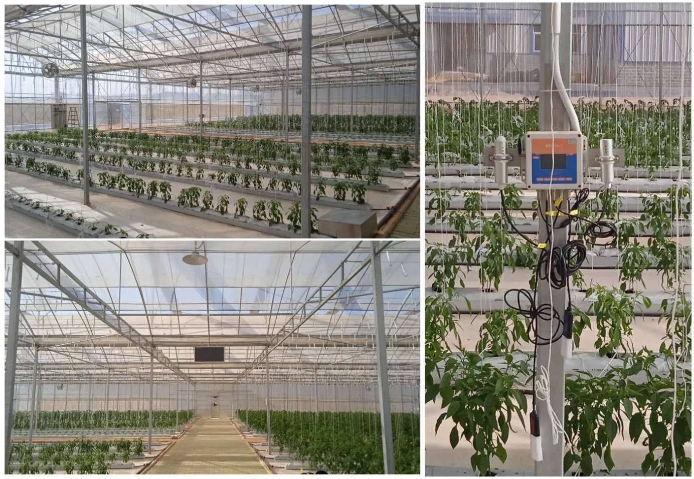 Intelligent Greenhouses with Hydroponics Planting System for Planting