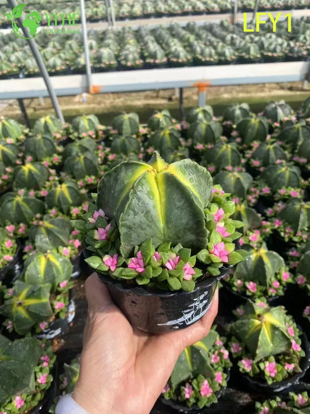 Wholesale Live Variegated Astrophytum Cactus for Collector's Succulent Nursery Bonsai