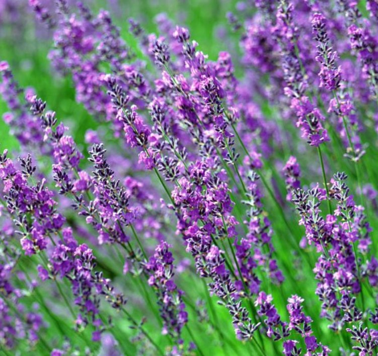 Naturix Wholesale Blue Purple Color English Lavender Flower Seeds for Planting