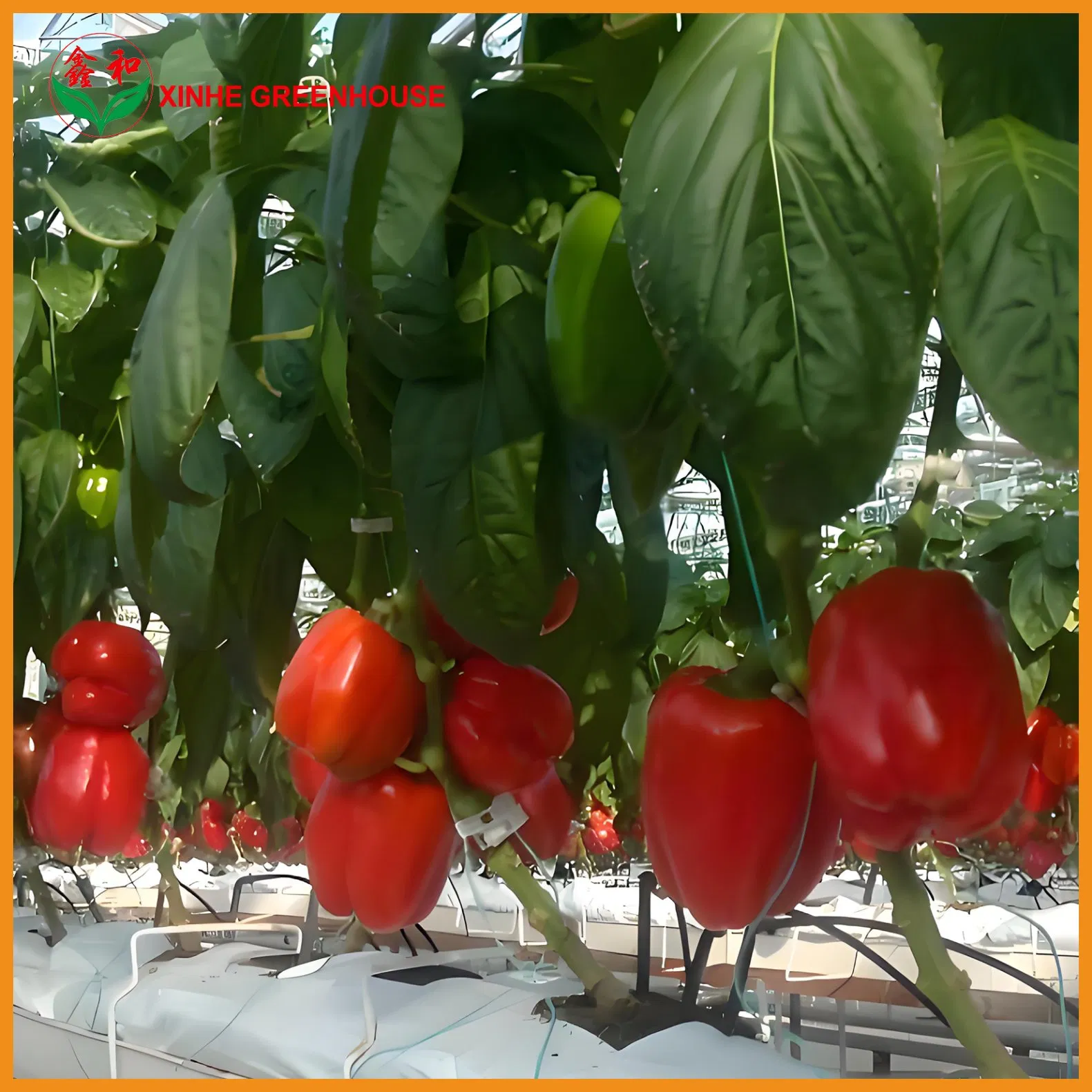 Multi-Span Agricultural/Commercial /Po/PE Film/Plastic Greenhouse Green House for Tomatoes/Cucumber/Peppers/Strawberry with Hydroponic System/Drip Irrigation
