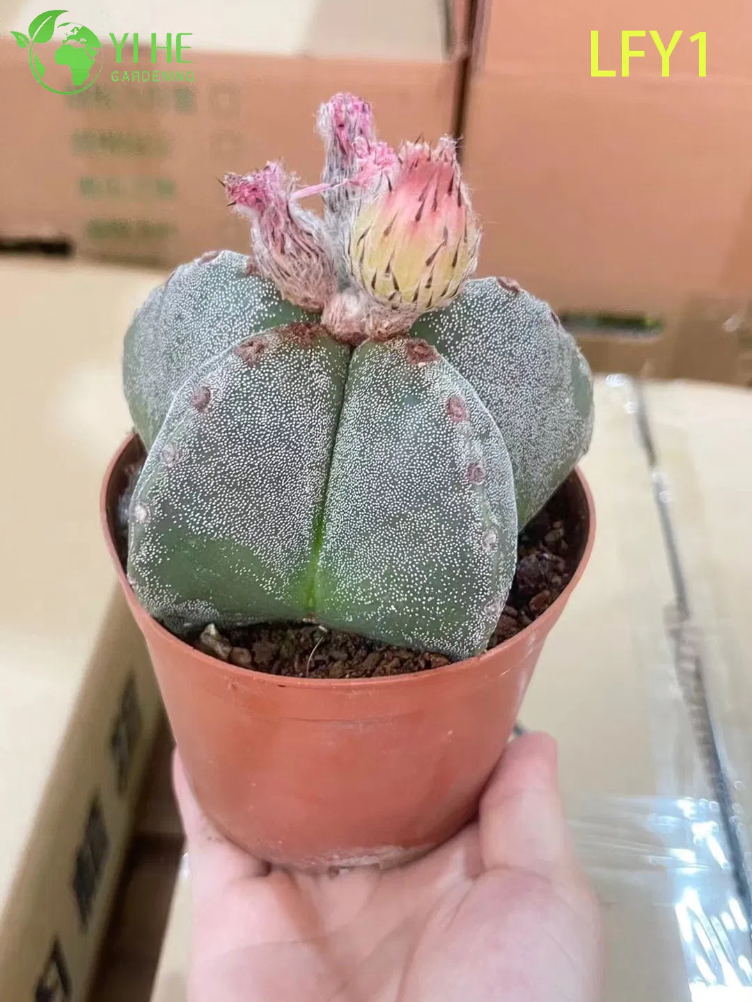Wholesale Live Variegated Astrophytum Cactus for Collector's Succulent Nursery Bonsai