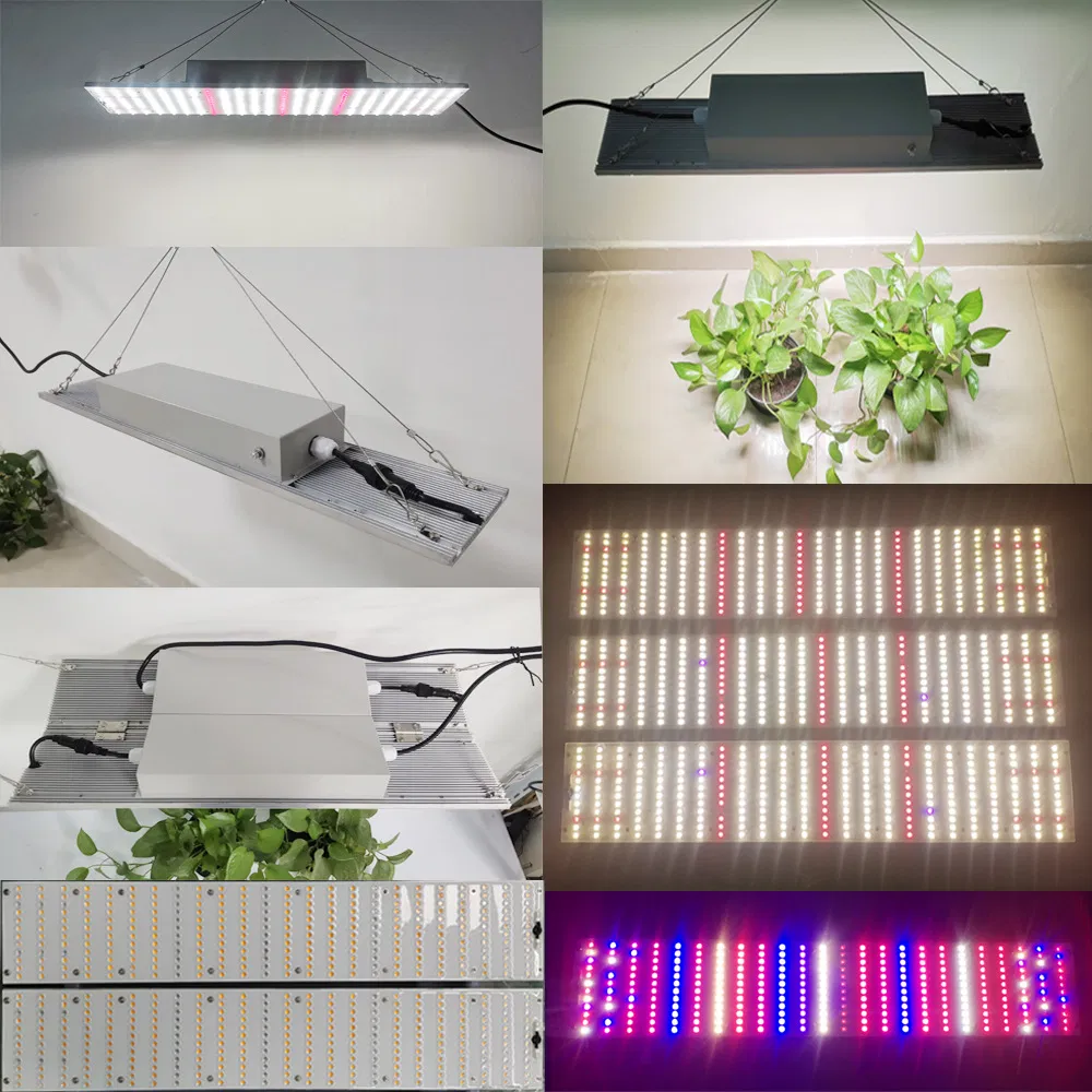100W 200W 300W Full Spectrum Quantum LED Grow Light for Greenhouse Vegetable Growth
