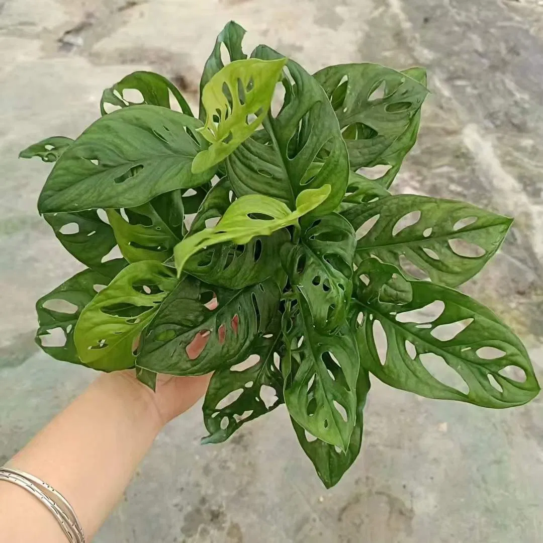 Wholesale Monstera Adansonni Indoor and Outdoor Green Plants