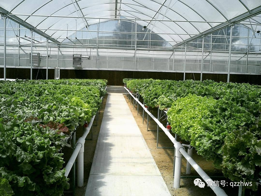 Greenhouse with Salad Growing Hydroponics System