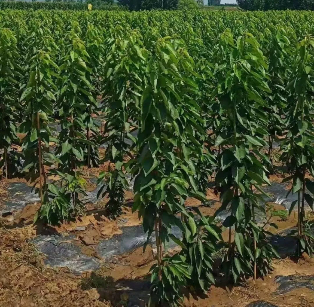 Prunus Pseudocerasus Seedling Cherry Fruit Wholesale Nursery Fruit Seedling