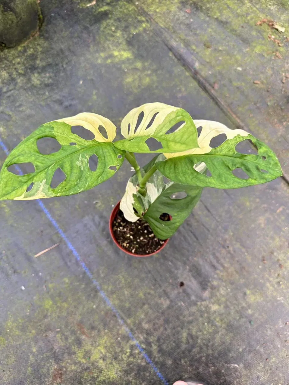Wholesale Monstera Adansonni Indoor and Outdoor Green Plants