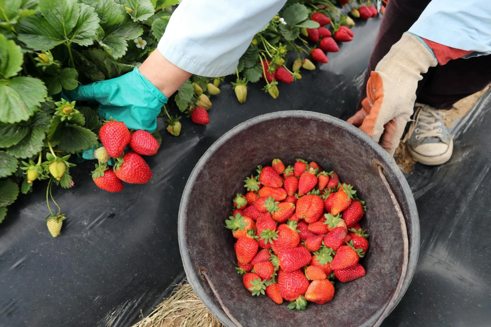 Long-Lasting Anti-Grass Mulching Film, Resistant to Sun and Rain Tobacco/Chinese Medicinal Herb Cultivation.