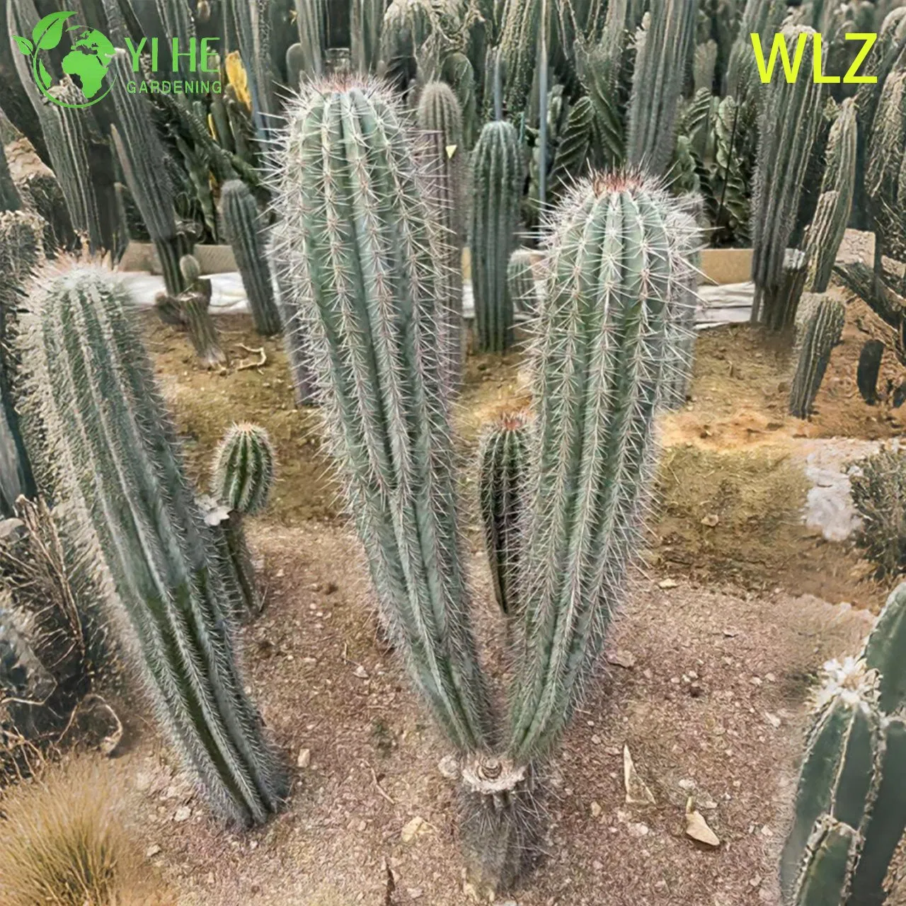 Live Torch Cactus Drought-Tolerant a Tall Columnar Silver-Blue Succulent