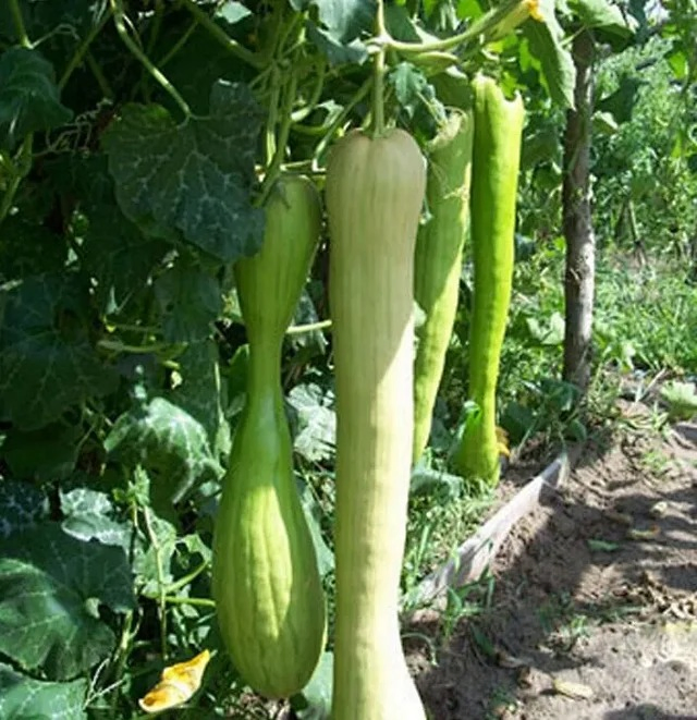 Cut Melon Seeds, Cucurbita Kangua Li, Vegetable Seeds