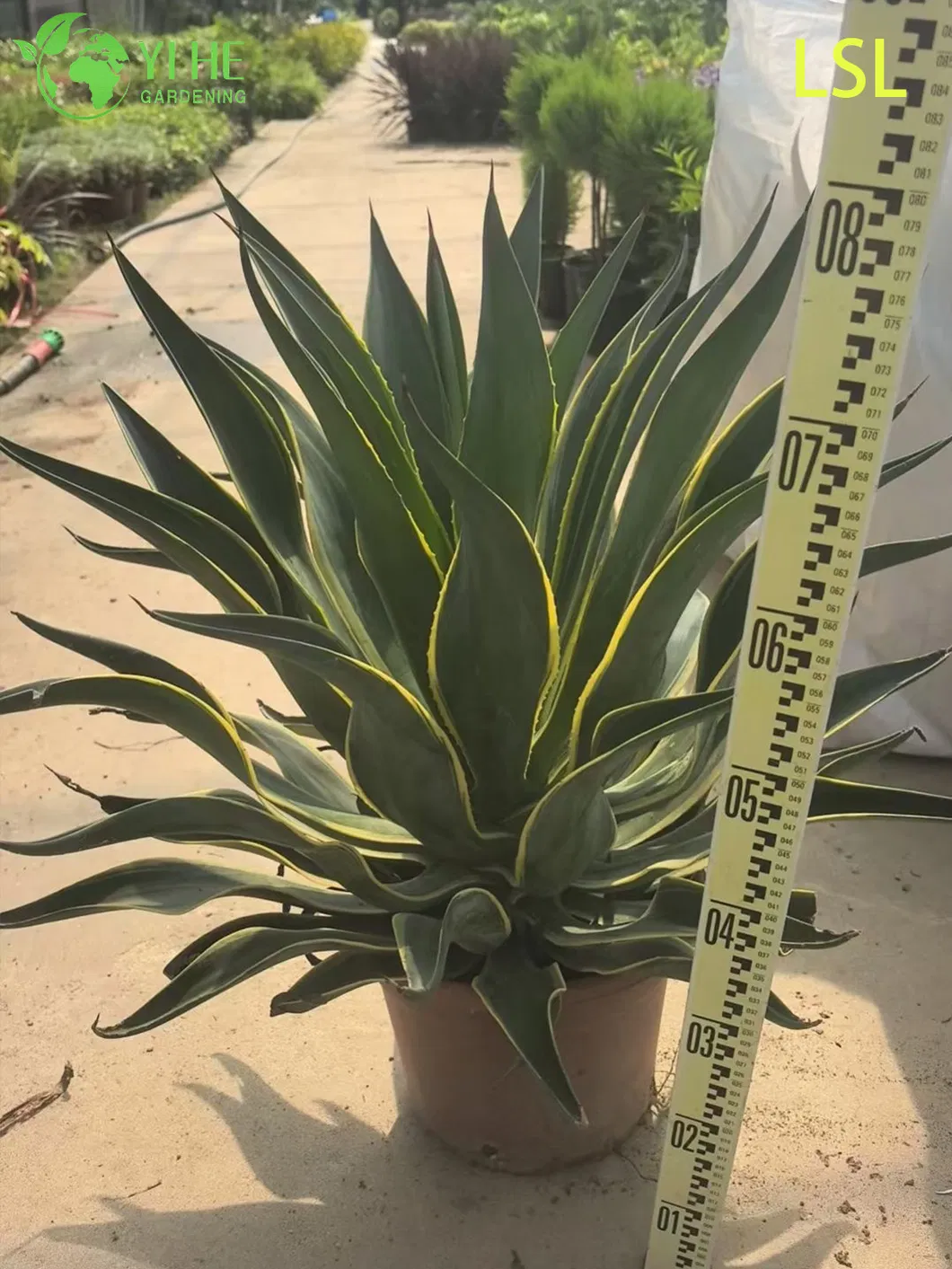 Agave Plant 6