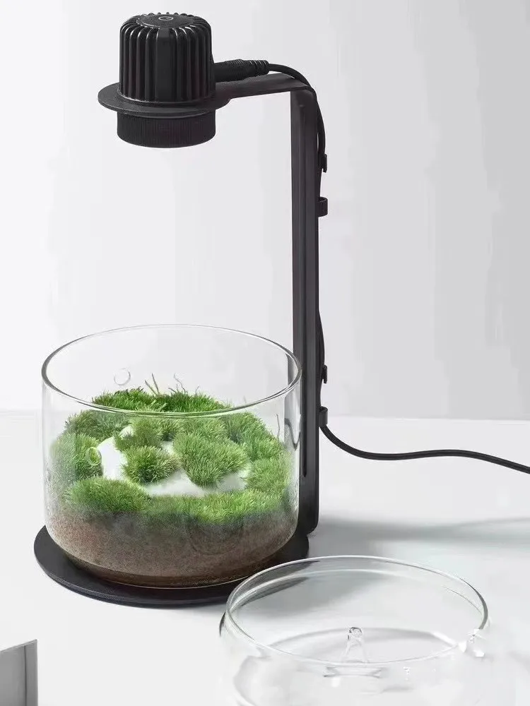 Glass Terrarium 6