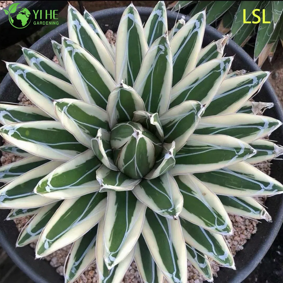 Large Variegated Agave Live Plant for Outdoor Landscape Decor Bonsai