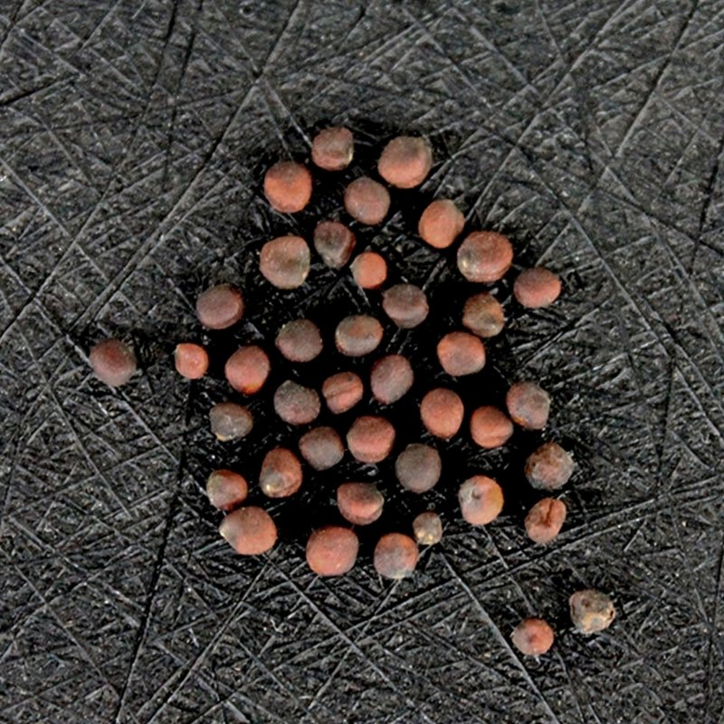 Kale Seeds Brassica Oleracea Var. Acephala Seeds Flower Seeds Ornamental Edibles