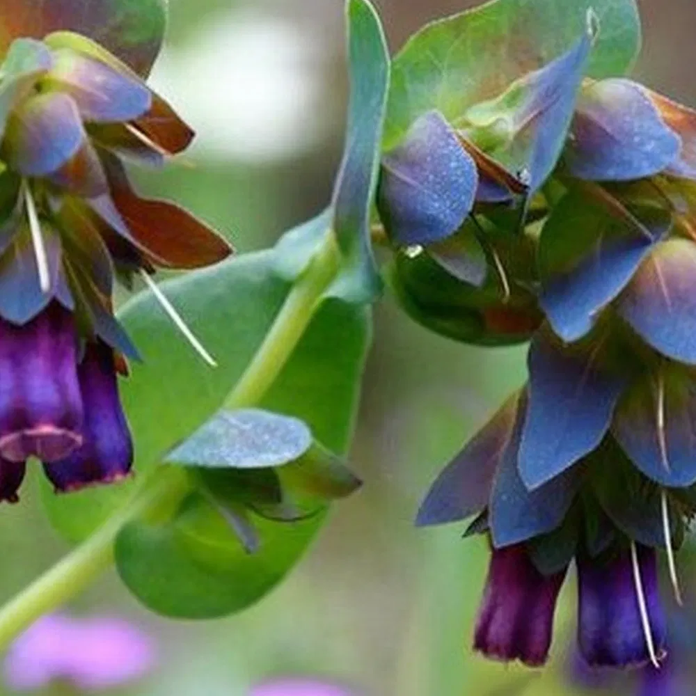 Cold Resistant, Xeriscaping Candidate, Long-Lasting Foliage Cerinthe Major L Cut Flower Seeds