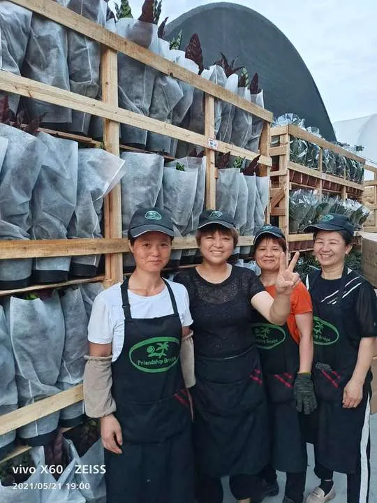 Rare Plants Monstera Albo