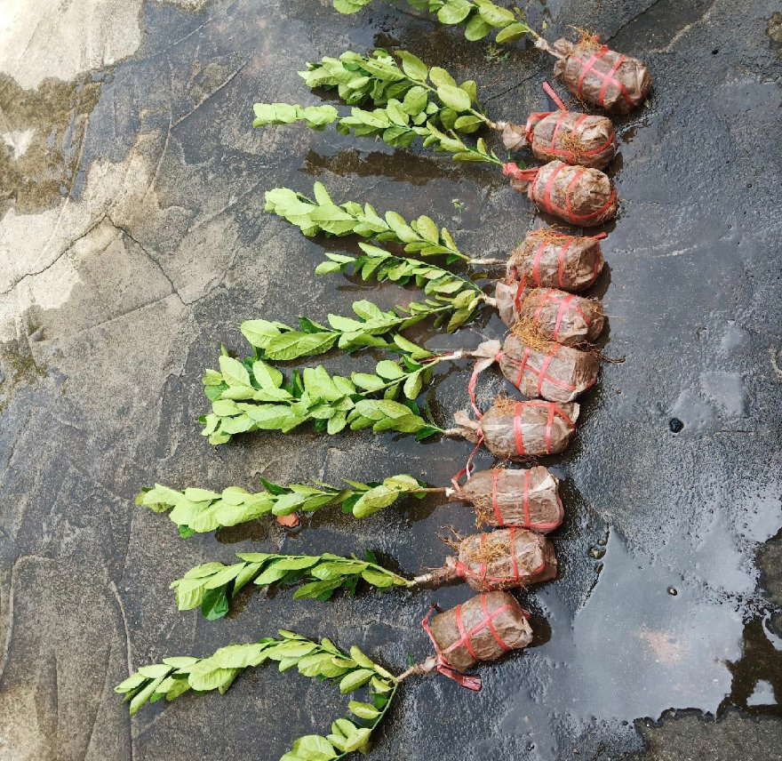 Citrus × Limon 'rosso' Lemon Seedlings