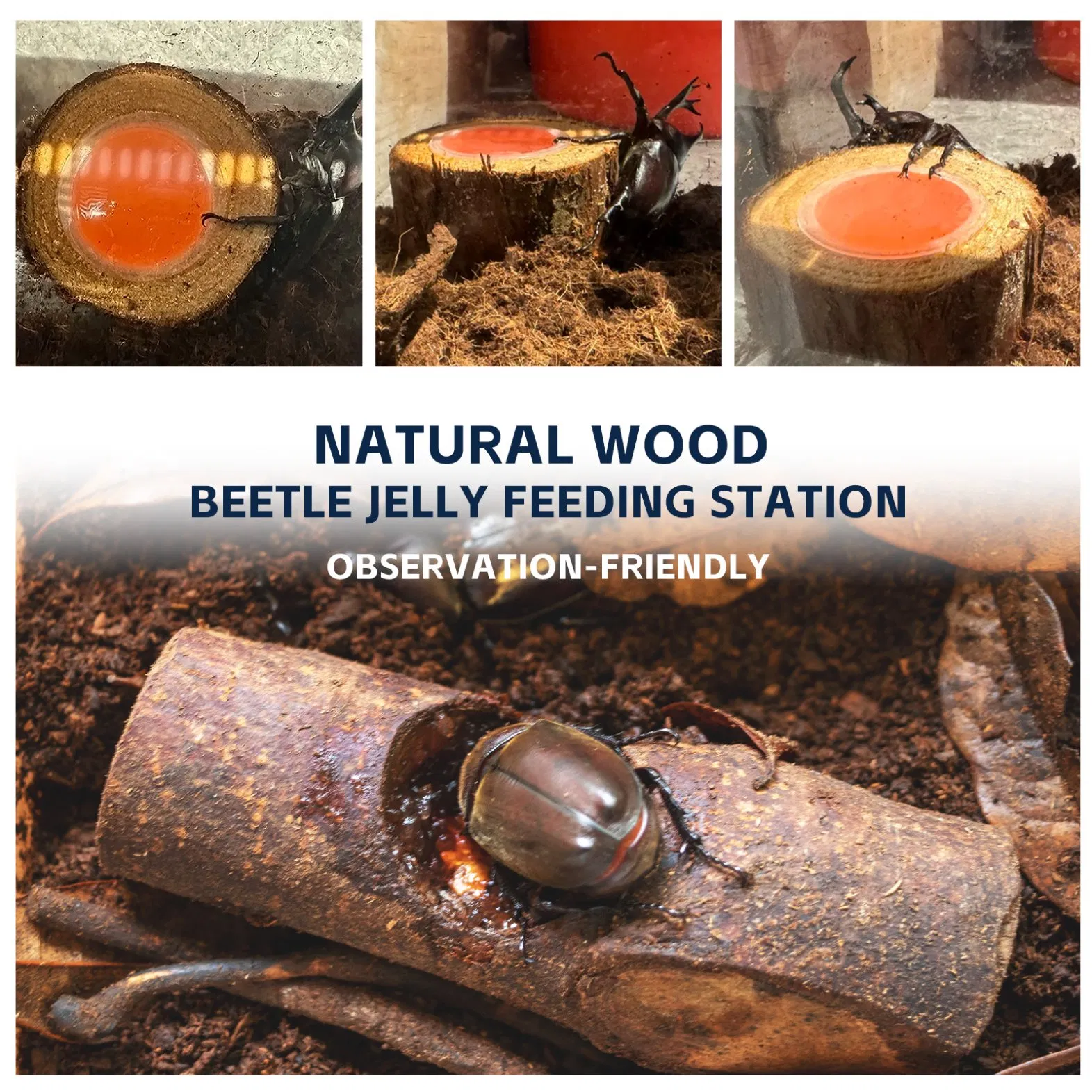Natural Beetle Breeding Wood Safe for Terrarium Habitat Use