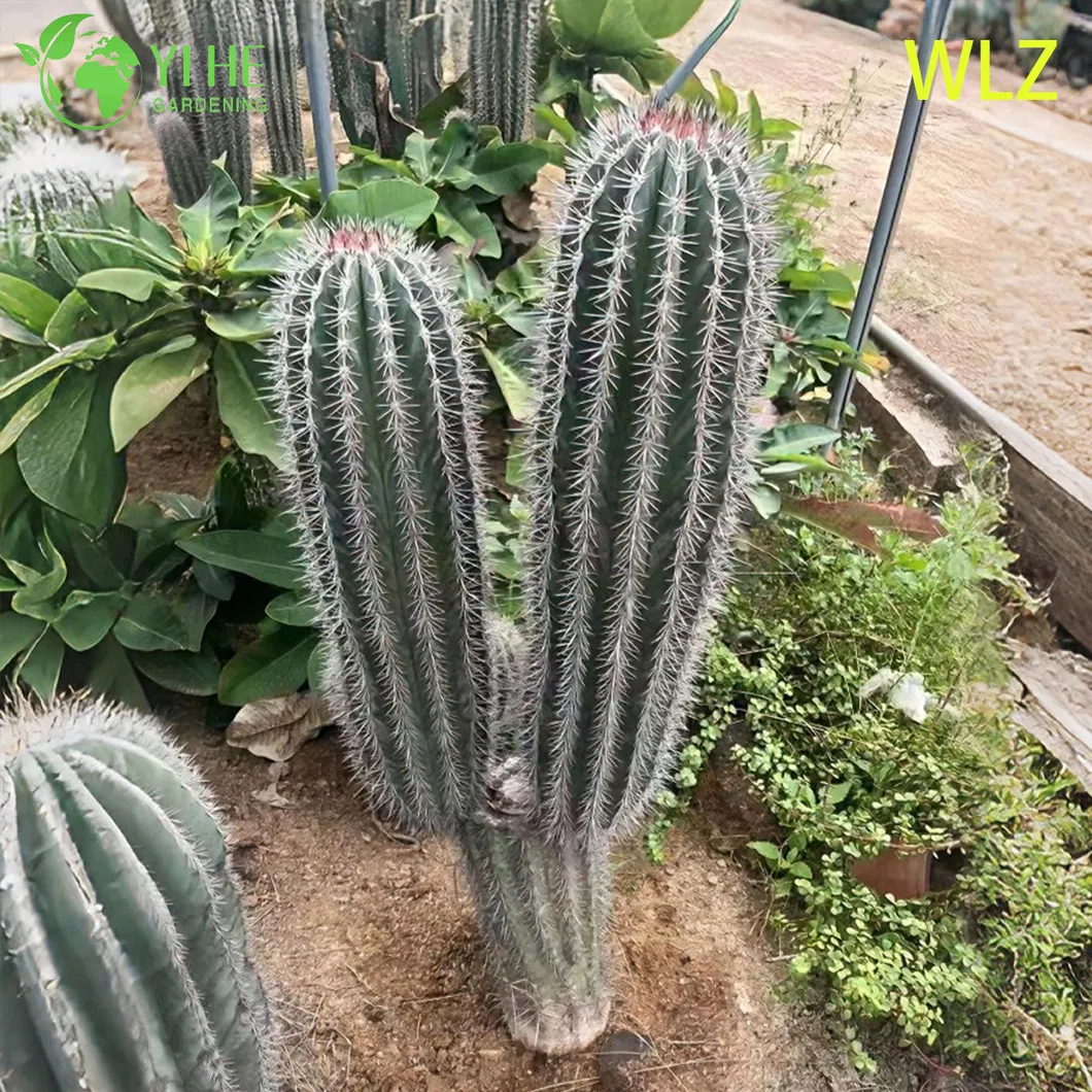 Ornamental Cactus View